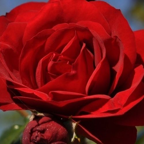 rendelésRosa Amadeus® - diszkrét illatú rózsa - Csokros virágú - magastörzsű rózsafa - vörös - W. Kordes & Sons- csüngő koronaforma - Egészséges, sötét lombozatú, futó jellegű fajta. Neveléséhez oszlopszerű támrendszer javasolt.